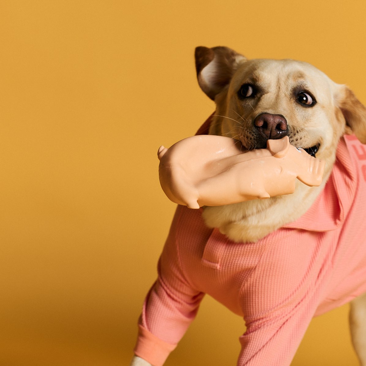 実家の犬きなこ tweet media