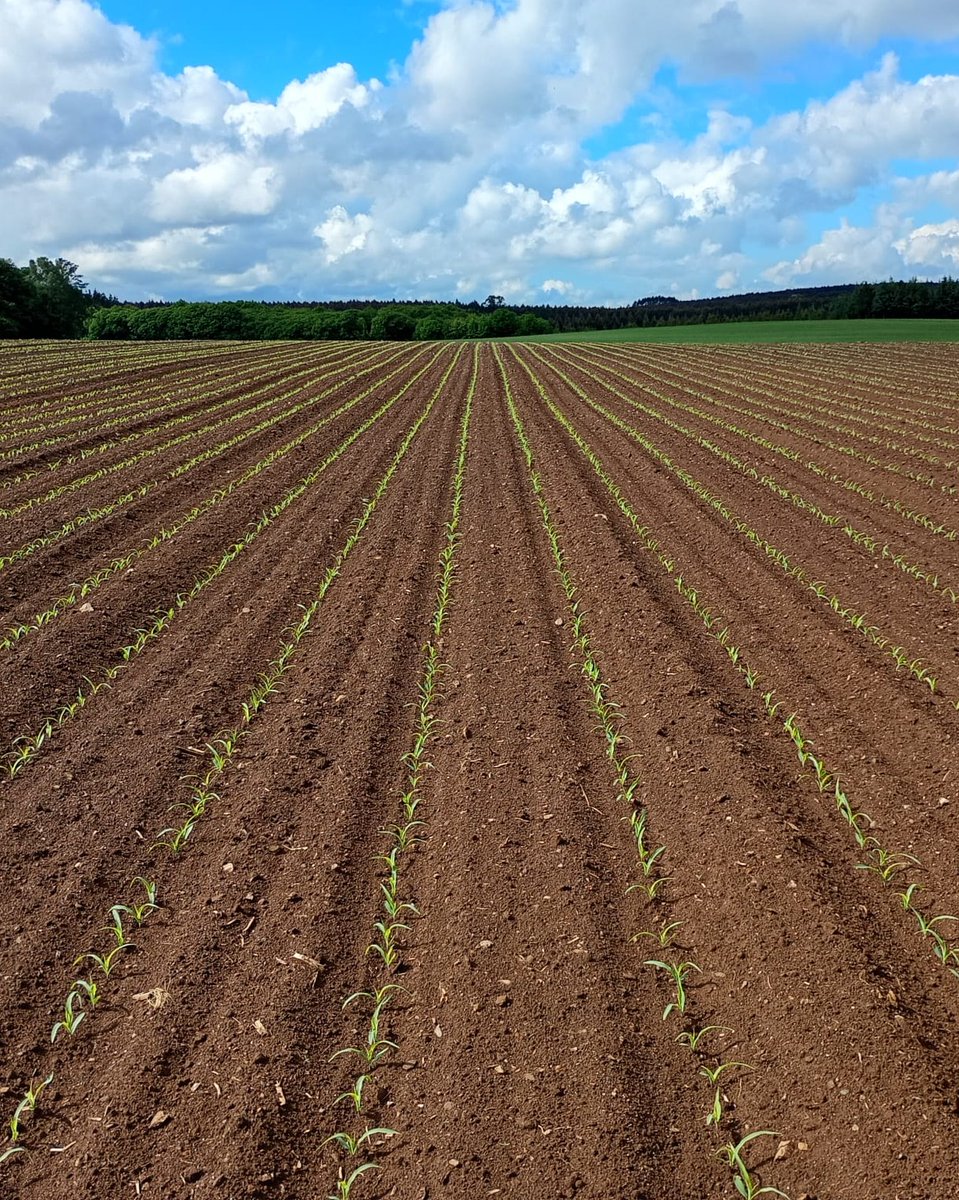 SyngentaES's tweet photo. 🌽 La campaña de maíz ya empieza a verse en Galicia 📍con la nascencia de SY Sandro.

Los primeros días del cultivo son clave y ver una nascencia uniforme en campo es siempre una buena señal para arrancar la campaña con confianza 🚜🌱

Seguiremos muy de cerca la evolución de SY Sandro en las parcelas gallegas https://t.co/rUewc1K0x3
