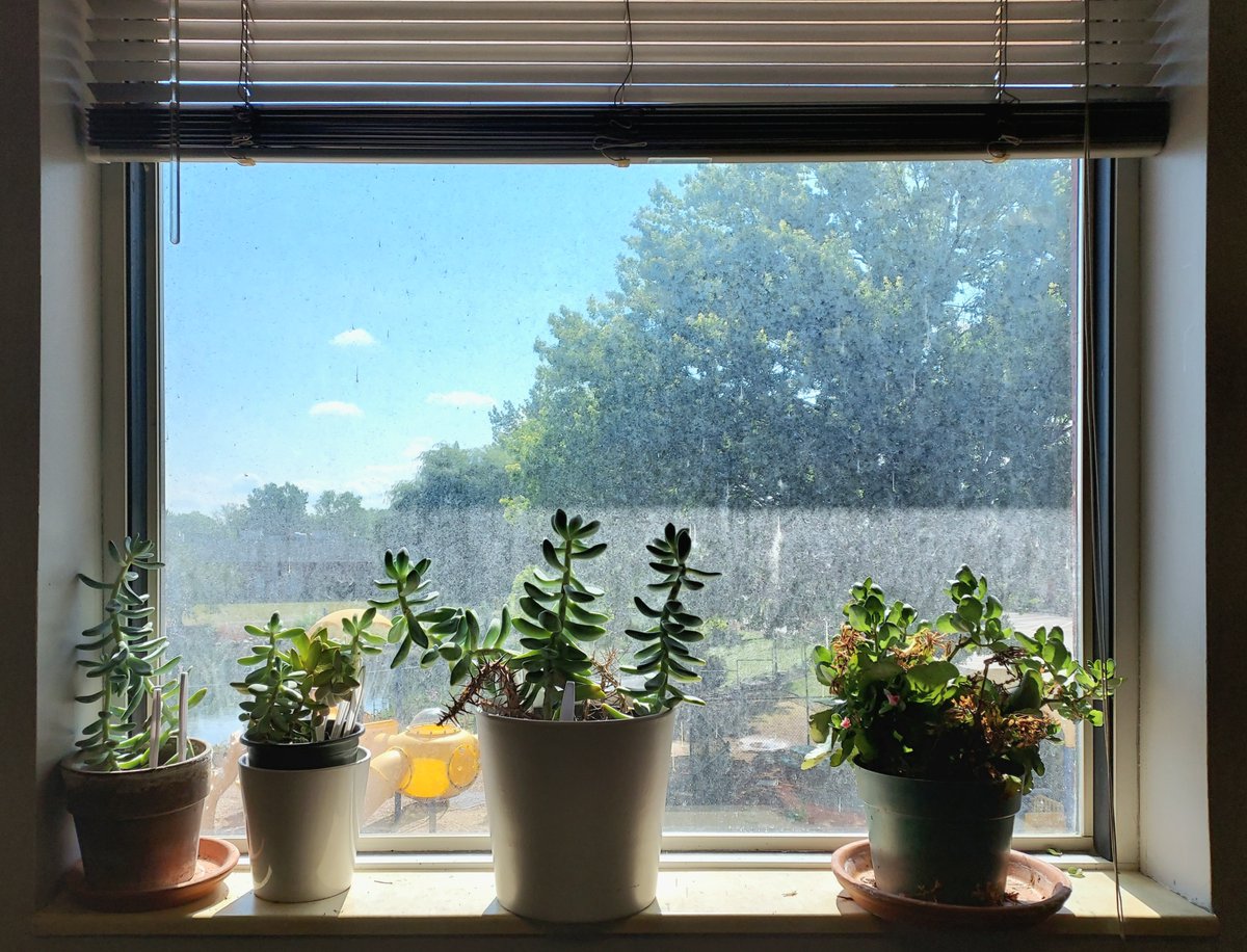 LaunchHouse_'s tweet photo. Today is National Plant Something Day! Nothing brightens up an office like live plants - assuming someone in the office has a green thumb 🪴 https://t.co/0hPbt2zTFN
