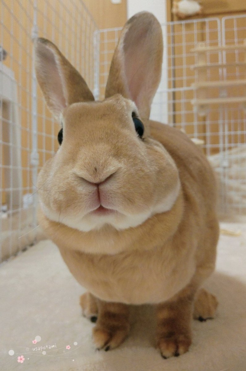 🐇うサぽたみ.mꕤ tweet media