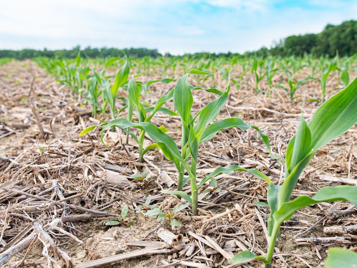Foundation for Food & Agriculture Research (FFAR) tweet media