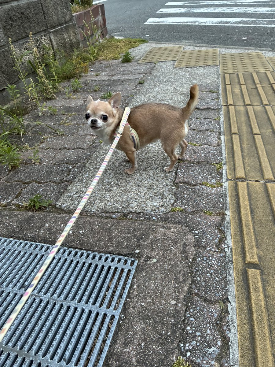 スムースチワワ すぅとりる tweet media