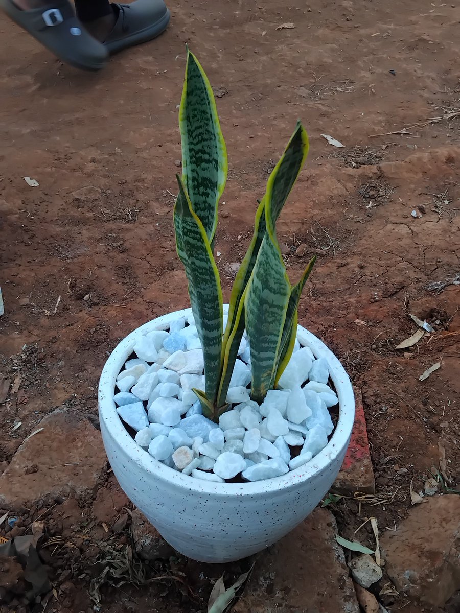 Shawrry for Plants🪴 💙 tweet media