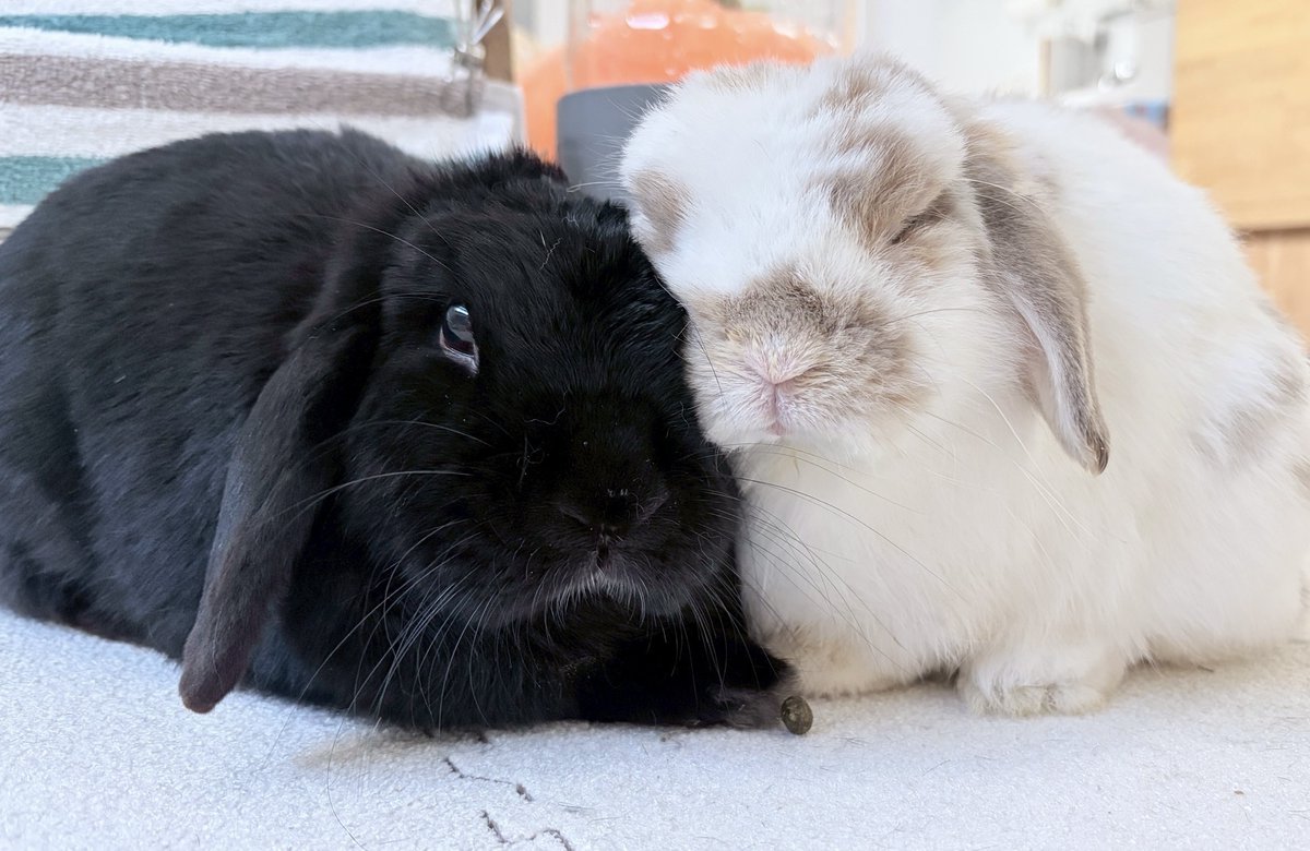 いのかむきぃせちゃしちゃ🐰みぃ👩🏻 tweet media