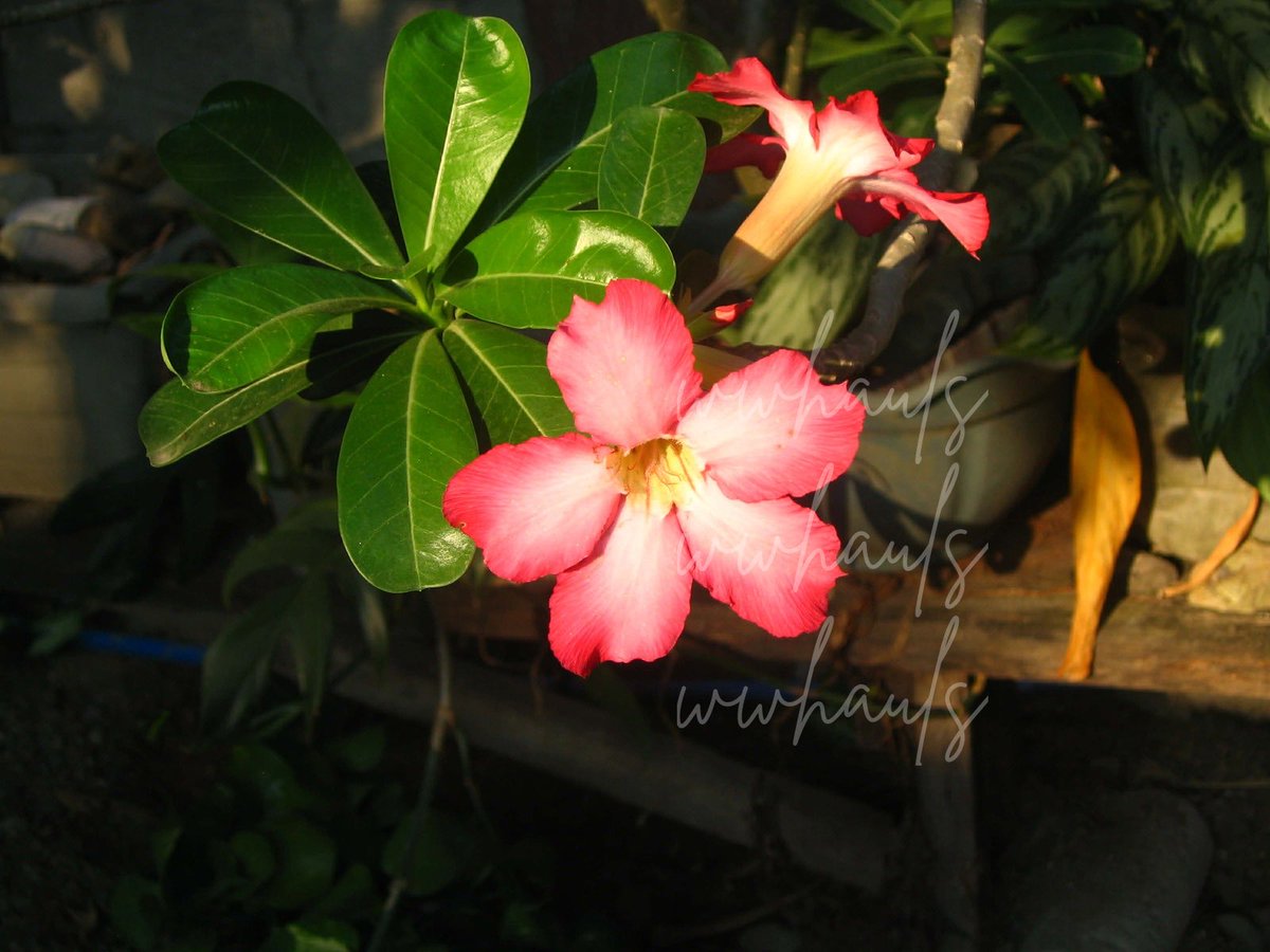 litolfrince's tweet photo. sample pics https://t.co/3G7ouOuBAF