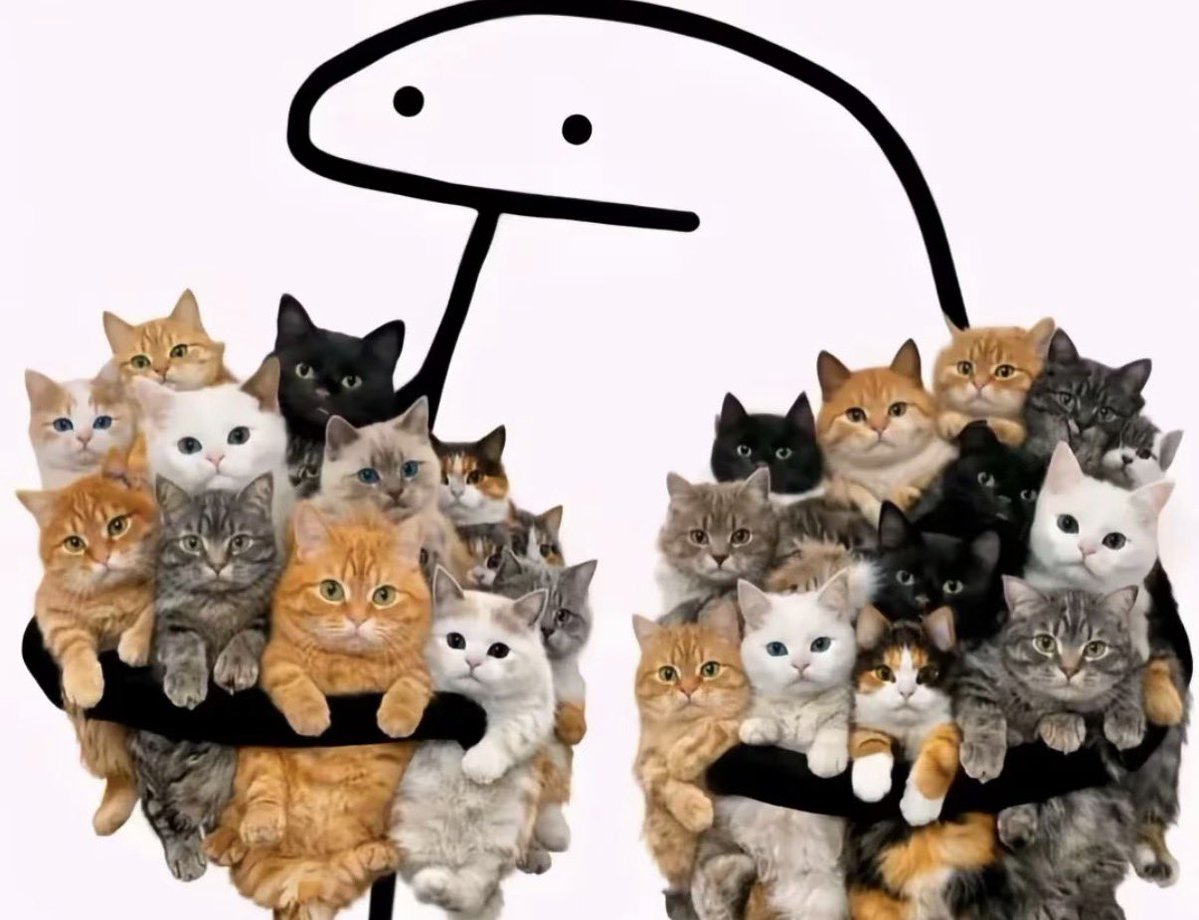 Cat 🐈 tweet media