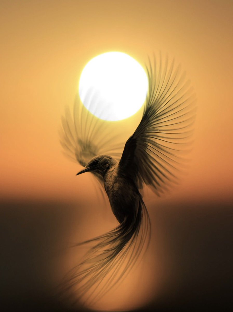 theglobalphotocommunity tweet media