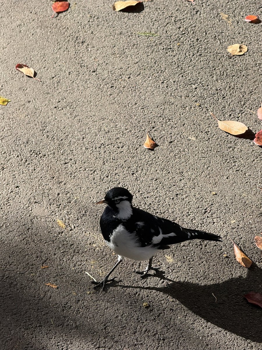 leebibim's tweet photo. 진짜 도도한 눈매로 날지않고 산책로를 걸어가던 이 새는 매그파이종다리(magpie-lark)라는데 실제로는 까치(매그파이)도 아니고 종다리도 아니고 참새목의 새라고 한다 웃겨증말 근데 무늬는 까치에 모양은 종다리이기는 해 https://t.co/SBUZA10xeg