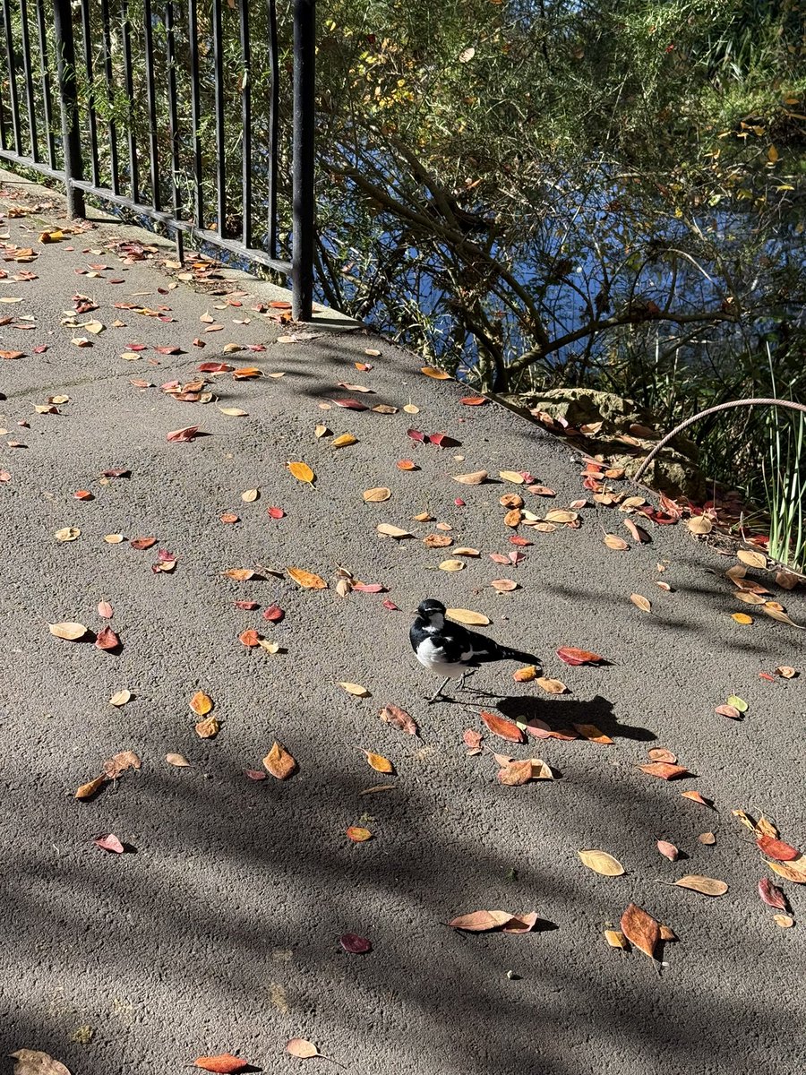 leebibim's tweet photo. 진짜 도도한 눈매로 날지않고 산책로를 걸어가던 이 새는 매그파이종다리(magpie-lark)라는데 실제로는 까치(매그파이)도 아니고 종다리도 아니고 참새목의 새라고 한다 웃겨증말 근데 무늬는 까치에 모양은 종다리이기는 해 https://t.co/SBUZA10xeg
