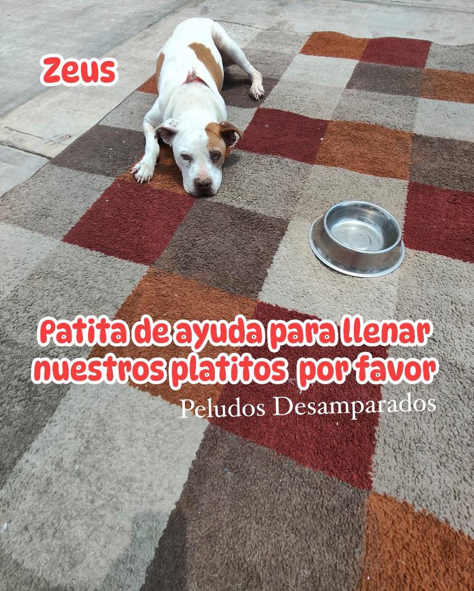 Peludos Desamparados tweet media