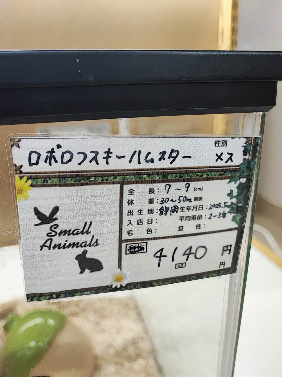 watayou0924's tweet photo. お知らせとお願い🙇‍♂️🐹
本日石川県内 白山のコメ○パワーへ寄ったところ2025年5月生れのロボロフスキーハムスターさんがお迎えを待っています。
唯一のお名前をつけて幸せに過ごして欲しい。
ぜひお迎えの選択肢としてご検討よろしくお願いいたします
ケージ内おひとり様でした😢 https://t.co/JhIVHRZNgy