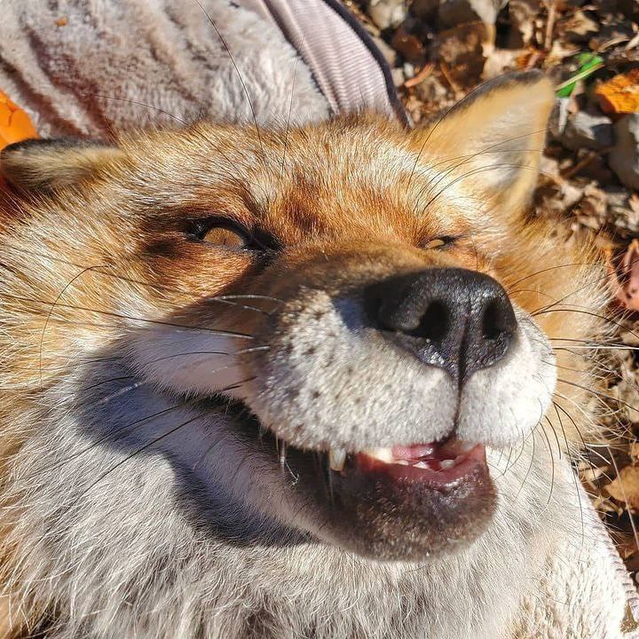 foxintreecave's tweet photo. @atkasoo I'd really love to see you draw them😏 https://t.co/9UsVNlBmPZ