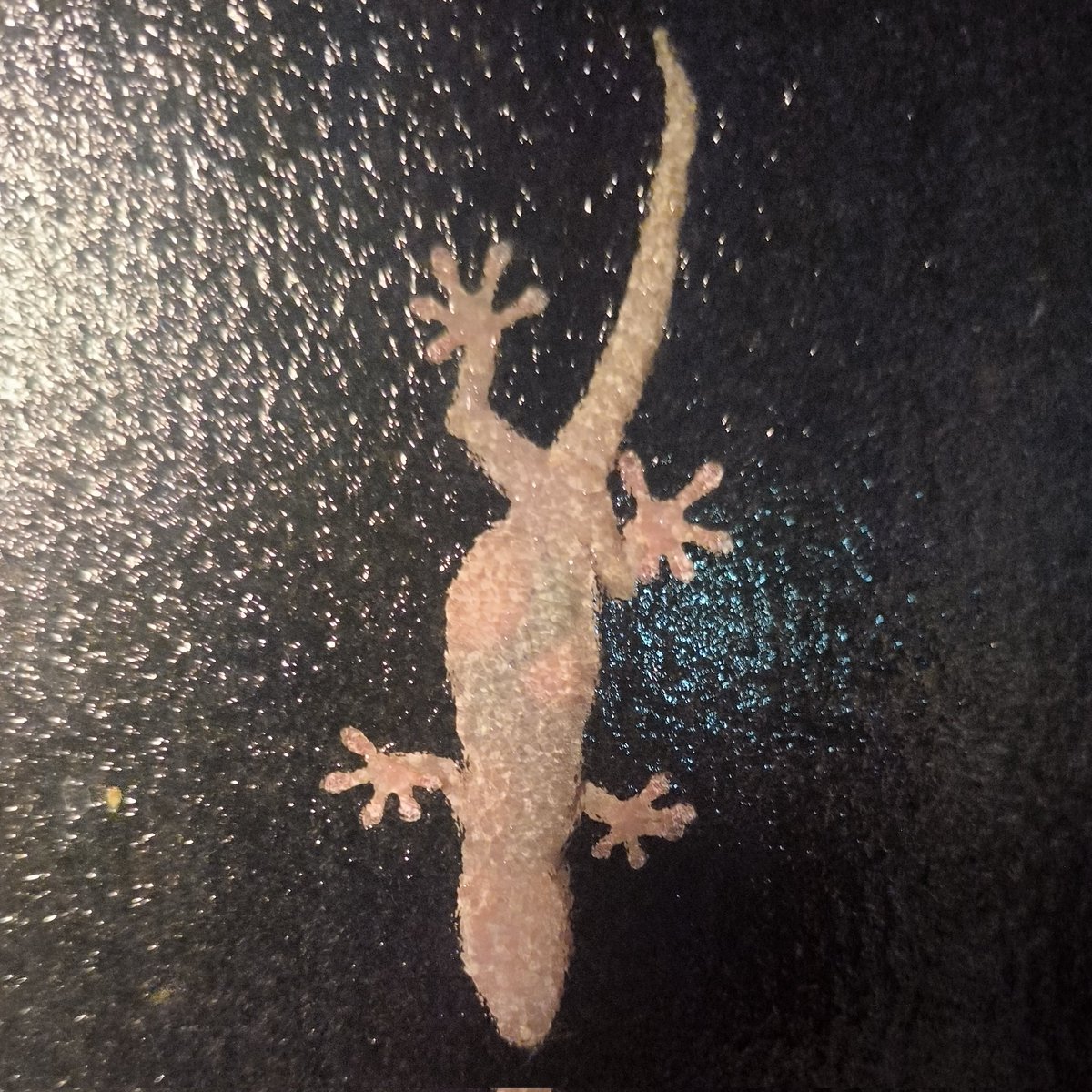RyoutaMenma's tweet photo. かれこれ3年くらい戸袋に住んでるヤモリ？さん🙄
暗くなって、部屋が明るくなると虫を食べに窓を縦横無尽に駆け回ります...笑
来月末から出張で部屋に明かりがつかなくなるけど、ひもじい思いをしなければ良いのだが...。 https://t.co/OzLVwAizbg