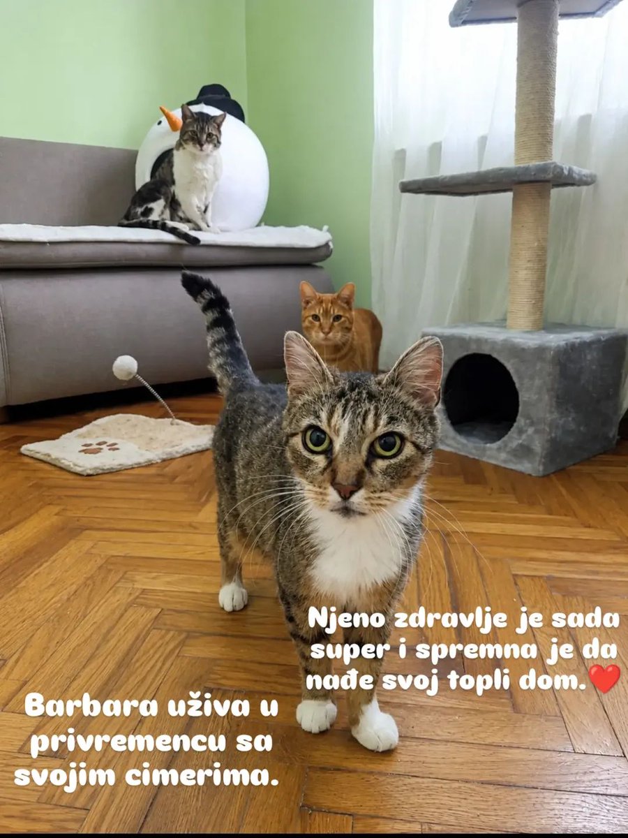 Viktor Kostić tweet media