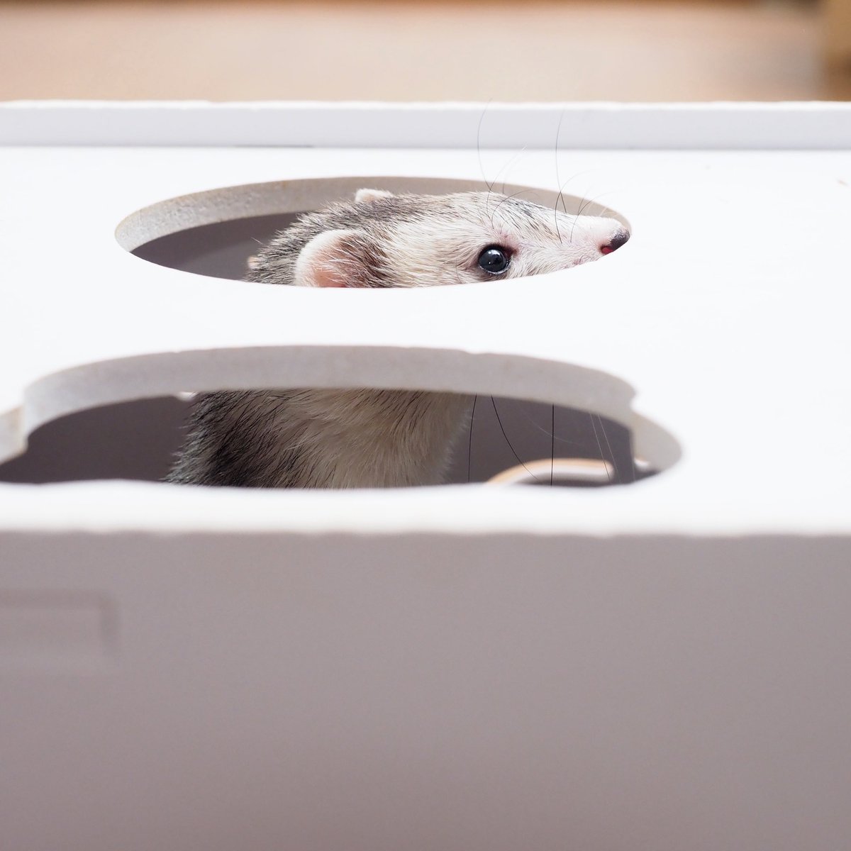 ʢ☀︎•·̫•̯ʡ<ここからでも見えるよーっ！👀 #ferret #フェレット