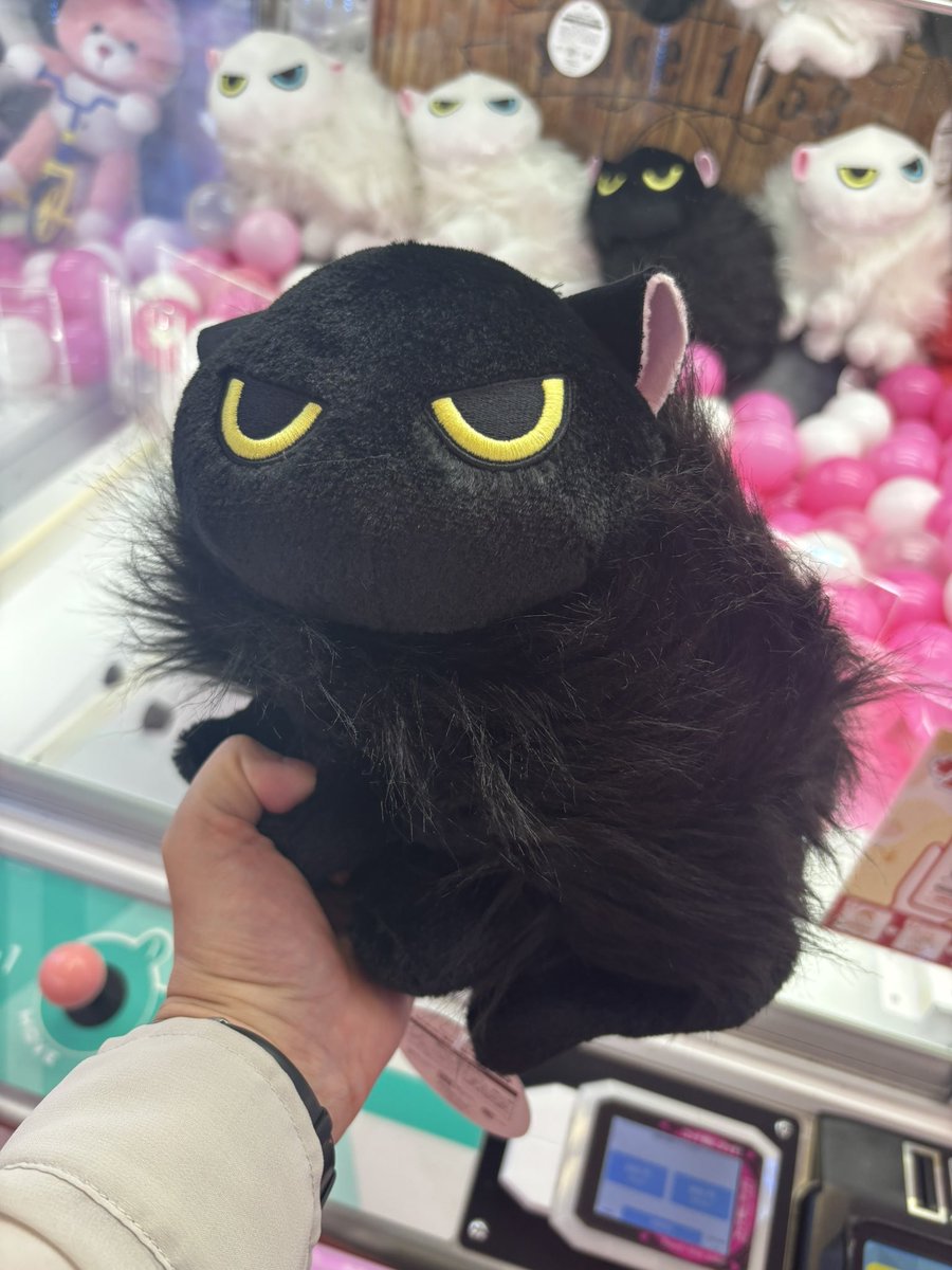 黒猫あさり (@kuro_asari5bee) / Posts and Replies / X