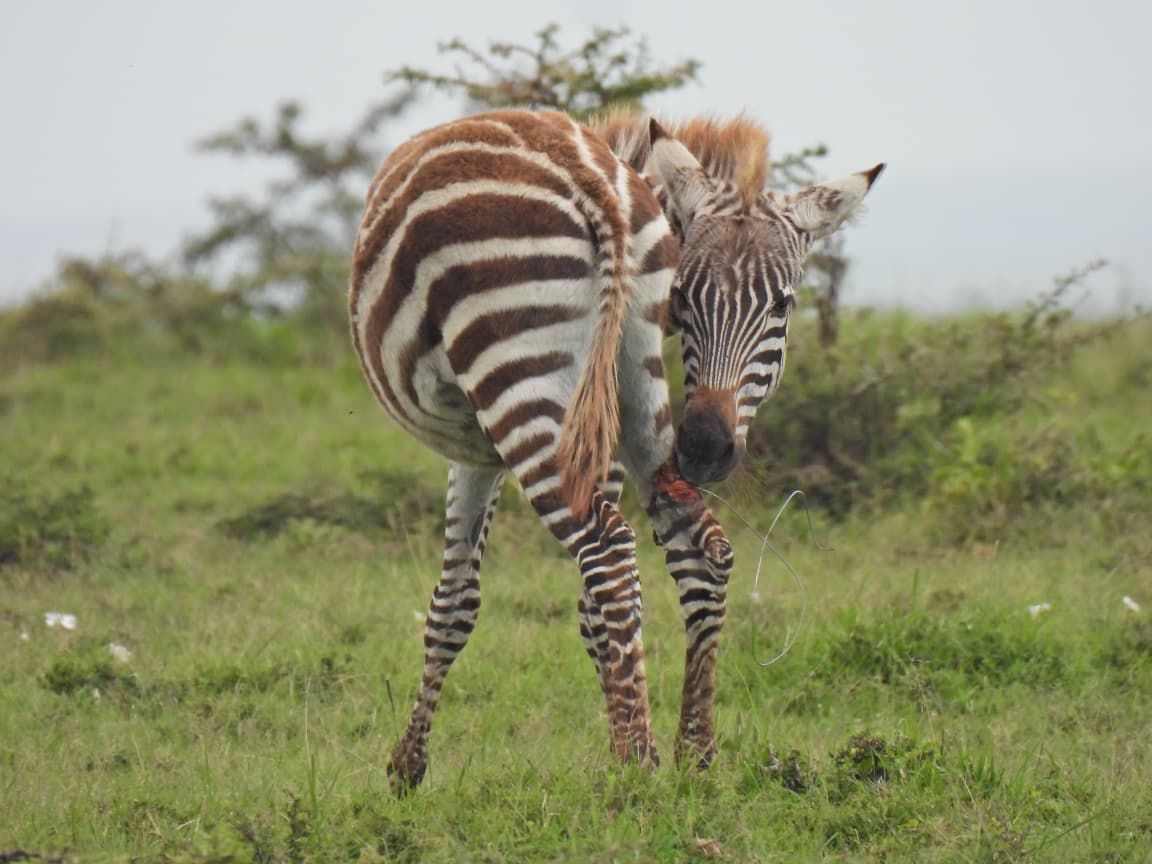 KWSKenya's tweet photo. 𝐒𝐧𝐚𝐫𝐞𝐬! Set in silence, they wait indiscriminately, turning pathways of freedom into places of pain for the wildlife that roam free.

Yesterday, the KWS Mara Vet Unit led by Dr. Aminga, responded to a heartbreaking case in the Mara Rianta area within Mara North Conservancy, where a young female zebra foal was found struggling to keep pace with her herd after becoming trapped in a single-strand wire snare.

The snare had tightened deep into the hock joint region of her right hind limb, leaving her lame and visibly exhausted. Every step was painful, and for a young foal in the wild, falling behind can quickly become a matter of survival. 😢

Upon examination, the veterinary team confirmed that although the snare was deeply embedded, it had fortunately not severed the superficial digital flexor tendon or other critical structures. The wire was carefully removed, relieving the foal of the painful restraint that had threatened her mobility.

Her wound was thoroughly cleaned and treated before being dressed with green clay to aid healing. She was also administered systemic antibiotics and anti-inflammatory medication to prevent infection and reduce pain.

Moments later, in a scene that reminded everyone why these interventions matter, the young foal slowly but steadily made her way back to her waiting herd.
Thanks to the swift response, she now carries a good prognosis, and another life has been given a second chance.

We urge the public, communities, and all stakeholders to remain vigilant and report any illegal or suspicious activities threatening wildlife via our 24/7 toll-free line 0800 507 000, WhatsApp 0726 610509, or to the nearest KWS station.

Every report, every rescue, and every action taken helps protect and preserve the future of Kenya’s wildlife heritage for generations to come.

Visit https://t.co/CMz0Dl2Xtk to support wildlife conservation.
Karibu, Tutunze Pamoja!
#SupportWildlifeConservation #ThrivingWildlifeForever
