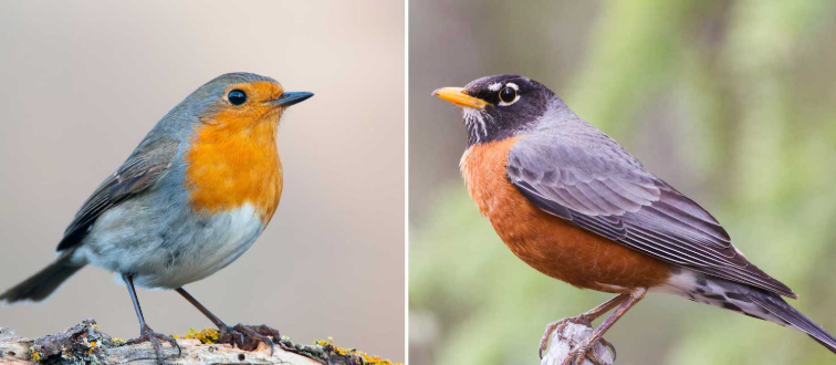AngelicToe4Eva's tweet photo. Why do European robins look like the American robins twink femboy cousin? https://t.co/WL6t0H8cWs