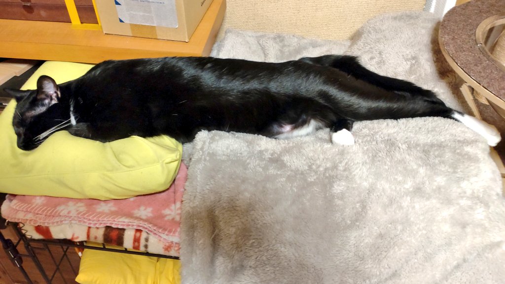 jp_sight's tweet photo. 飼い主です。
キーラが伸びるとこんな感じ😀
体重は5kgと少し。
大きくなったな、って主的には感慨深いです。
お薬、頑張ろうね!
#キーラ
#ライム
#猫
#保護猫
#猫の手術
#心房中隔欠損症
#cat
#catsurgery
#SaveMyCat https://t.co/7CdzAL8z8O