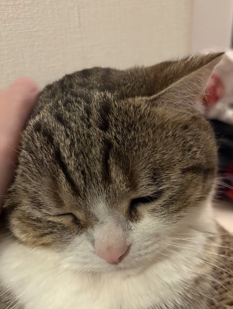 今日のたぴたん🐱