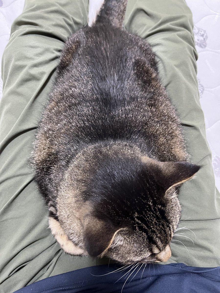 ねこじま まめたろう (@nekojima_22) / Posts / X
