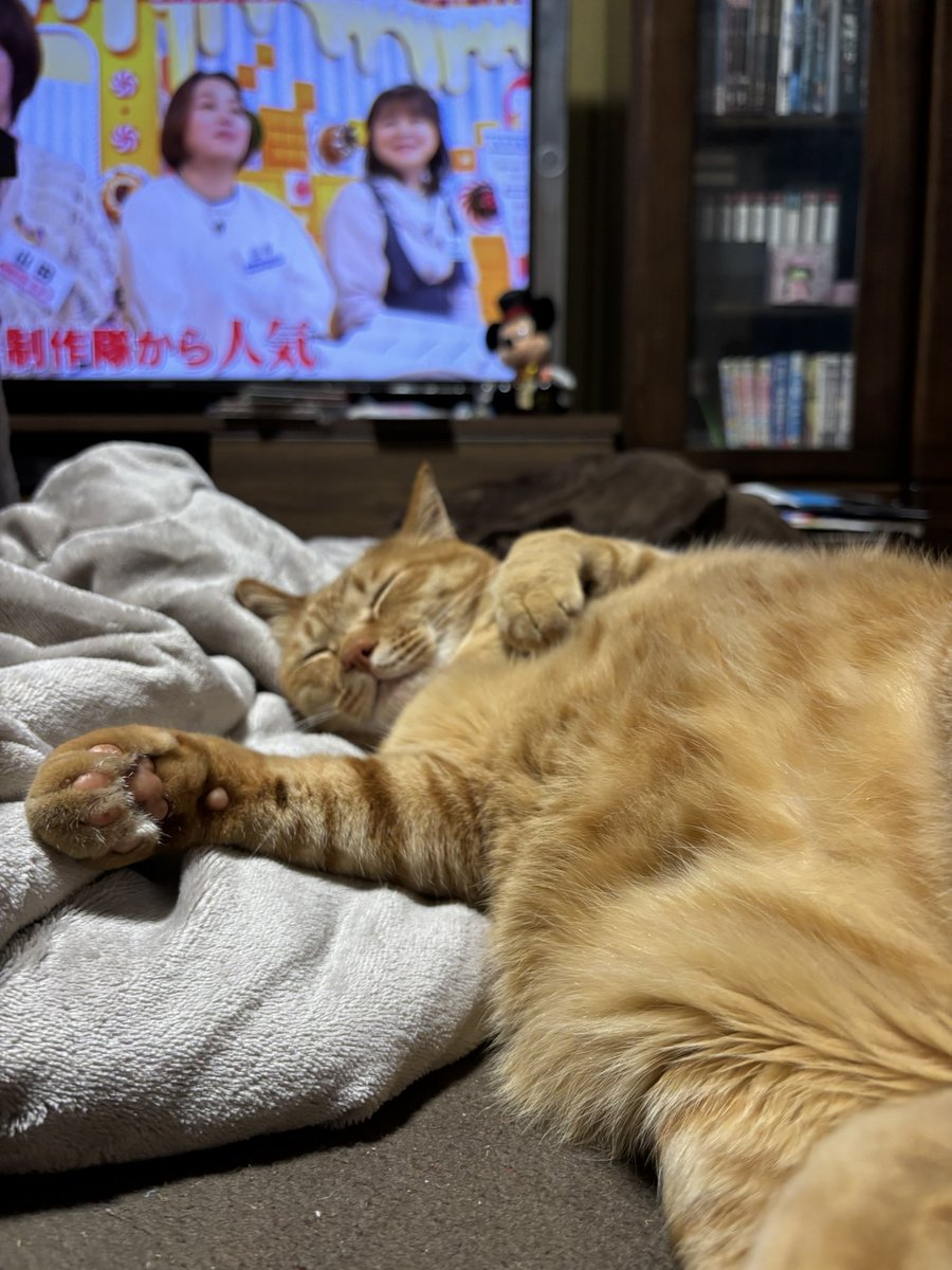 09m_'s tweet photo. 爆睡💤 https://t.co/qsi7p5l2ES