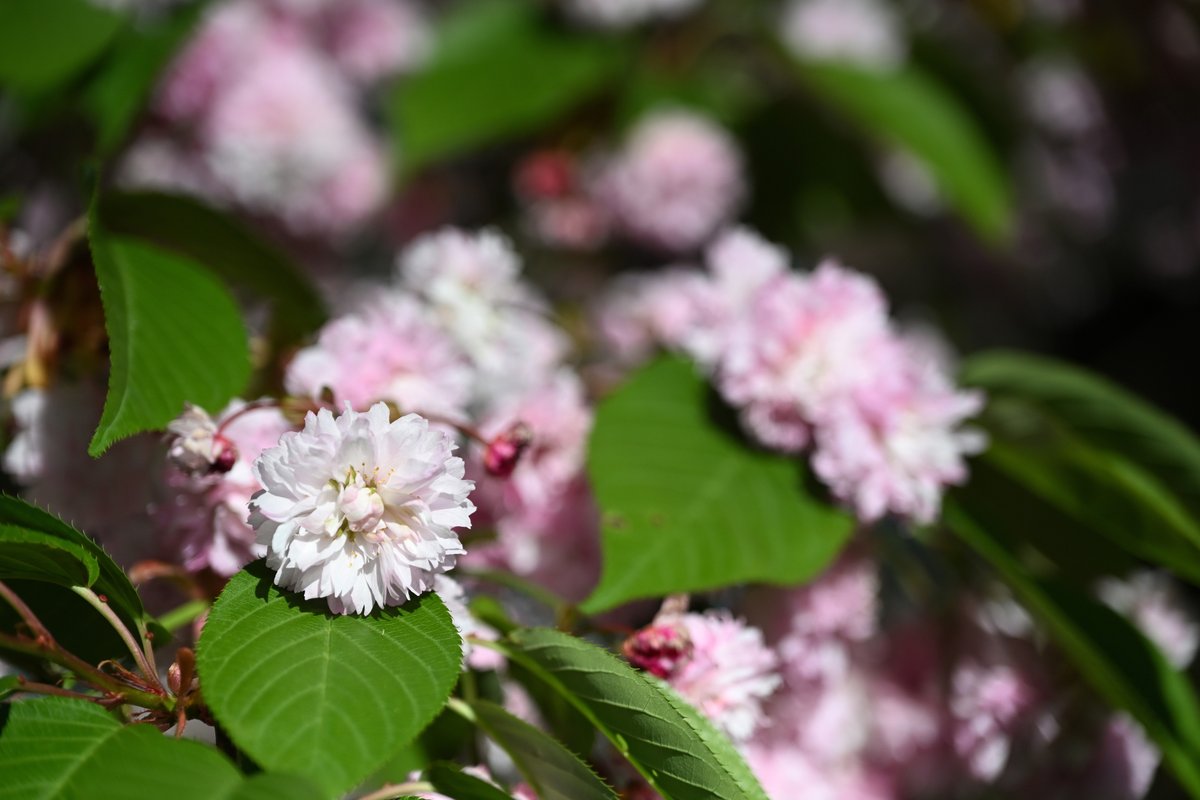 usukkey's tweet photo. いろんなお花
梅護寺の数珠掛桜
夕日と菜の花
芝桜
チューリップ
春はいいよね

#写真撮ってる人と繋がりたい
#ファインダー越しの私の世界
#キリトリセカイ
#東京カメラ部
#tokyocameraclub
#photo_travelers
#nikoncreaters
#nikon
#anatabi
#新潟旅マグ
#gataphoto
#niigatapic
#お気に入り新潟 https://t.co/Z3MJ9EZf5d