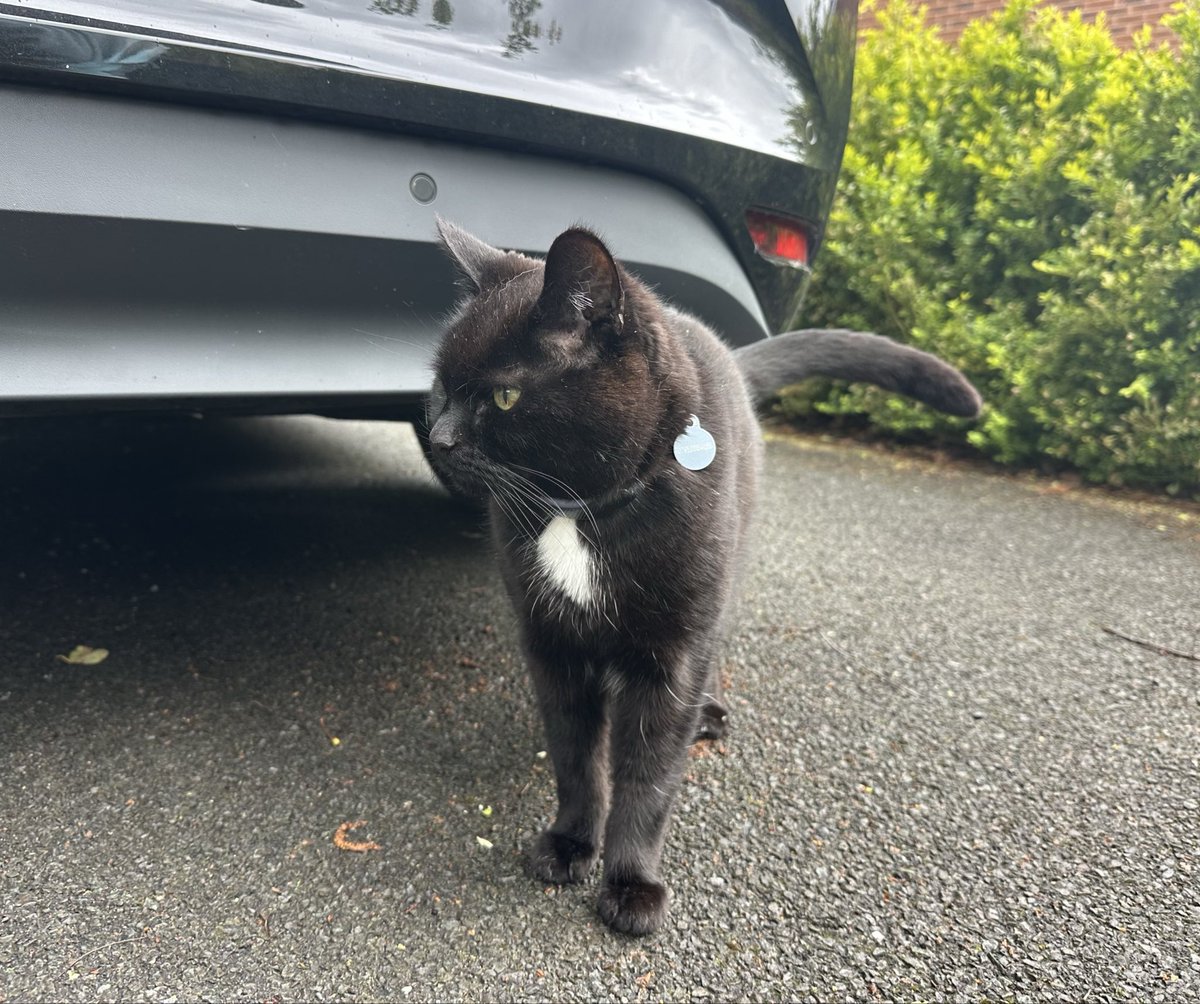 Munch Pudding™️ 🐈⬛ ✌🏼 🇵🇸 🇨🇺 🇬🇱 🇪🇺 tweet media