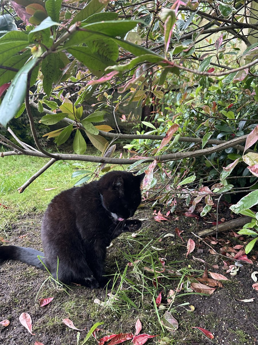 Munch Pudding™️ 🐈⬛ ✌🏼 🇵🇸 🇨🇺 🇬🇱 🇪🇺 tweet media