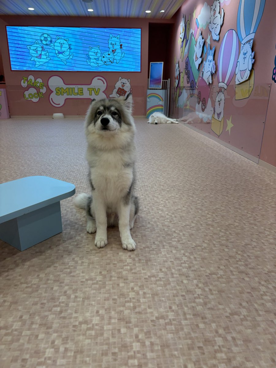 samoyedsmile1's tweet photo. ねえねえぼくおりこうさんでしょ❓ https://t.co/qw1sHHsoIb