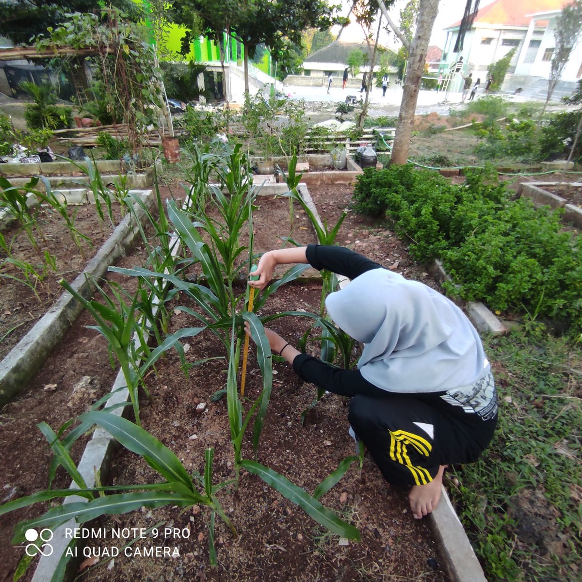 Petani Iseng tweet media