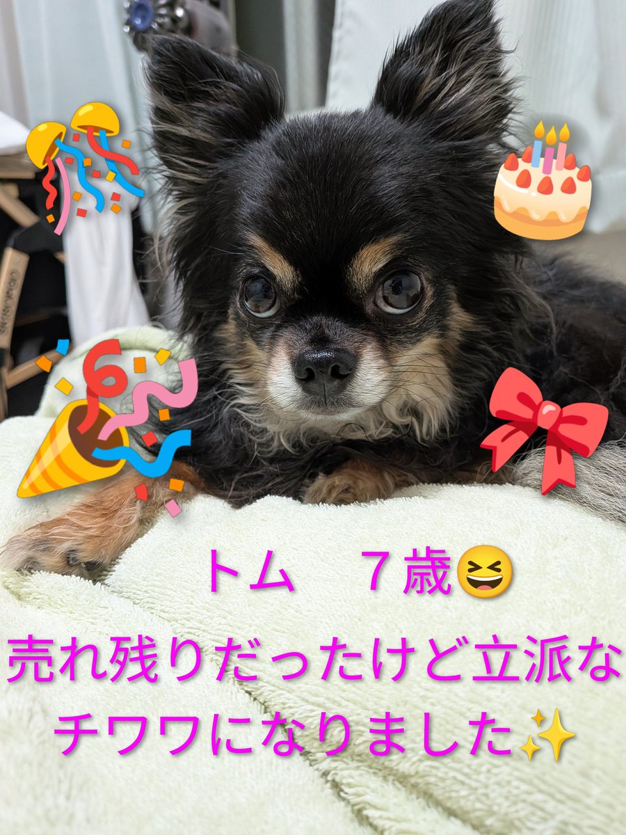 ハッピーバースデーイッヌ🐶 7歳おめでとうワン🎂🎉