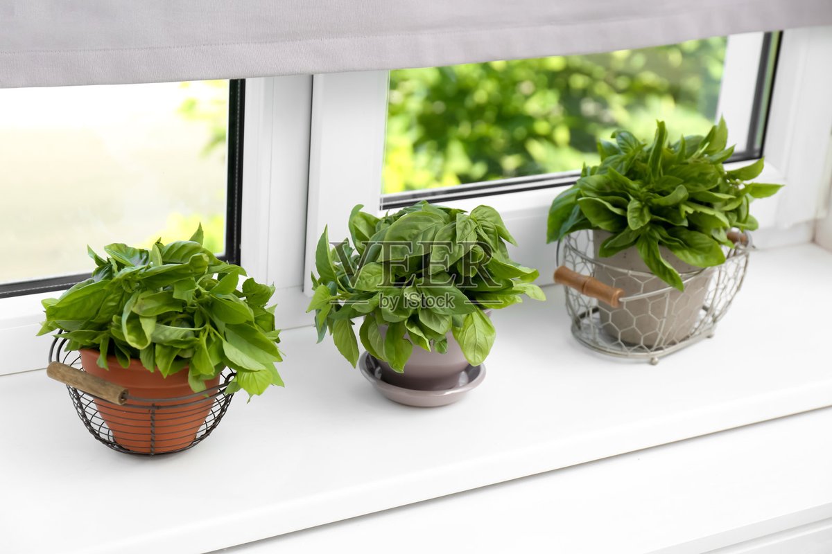 KennethLPaul's tweet photo. My tiny balcony now blooms with herbs I grew myself—no more running to the grocery store for basil! Small changes, big wins for daily life. https://t.co/YtygaGFlvZ