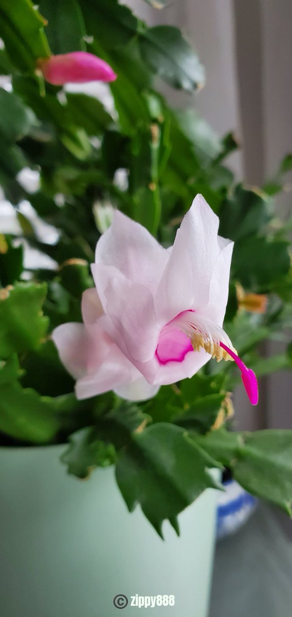 zzippy888's tweet photo. Happy Tuesday! ππ€ #Thanksgivingcactus #flower #photography #myplant #bloomscrolling #newbloom https://t.co/XMkSxf7avU