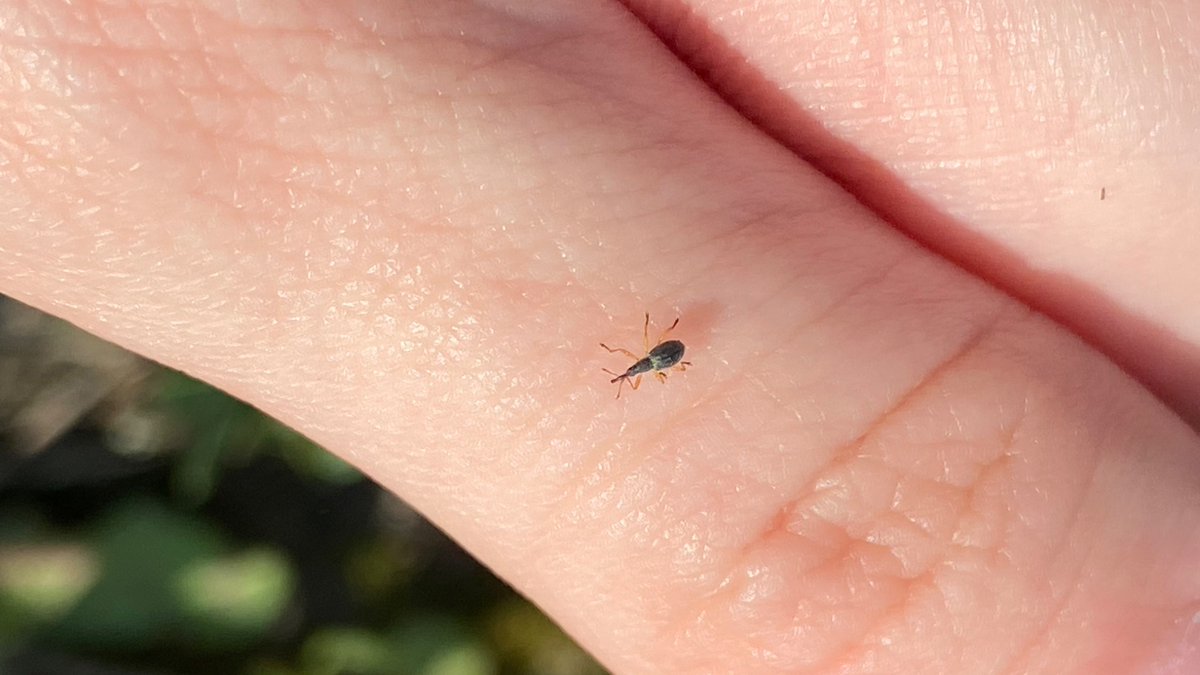 katydidposting 𓆧 tweet media