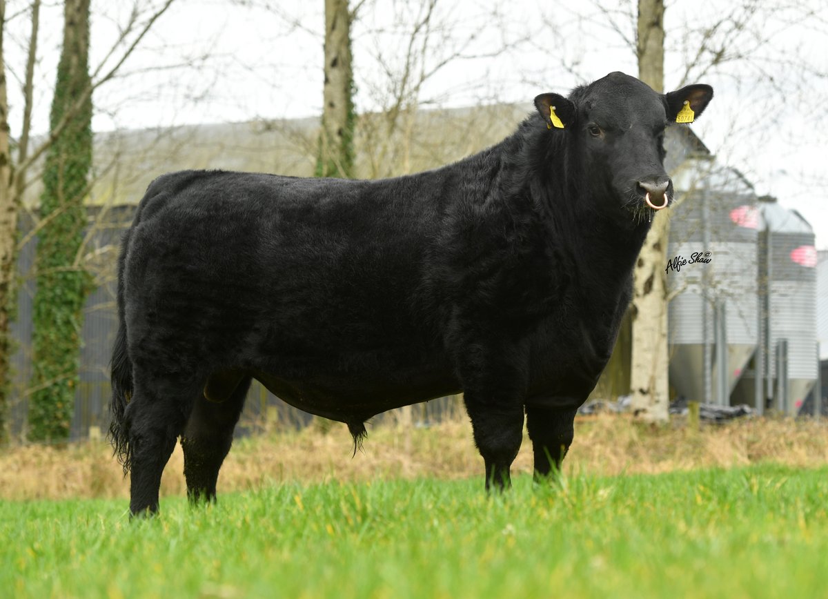 BeefPrestige's tweet photo. Aughnamona U Ecstatic (AA9532) 🏆

✅ Top 3% within the breed for Carcass weight.
✅ Top 1% within the breed for Age At Finish.
✅ Top 1% within the breed for carcass conformation.

Contact your PG breeding advisor today to find out more about our range of sires 📞 https://t.co/7PaBg1YJ1A