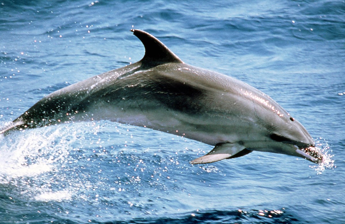 IRBioUB's tweet photo. #ArticleIRBio
📄 Incidental bycatch of short-beaked common dolphins (Delphinus delphis) by pairtrawlers off northwestern Spain
👥Authors: Fernández-Contreras, MM; Cardona, L ; Lockyer, CH; Aguilar, A
📕 ICES JOURNAL OF MARINE SCIENCE
🔗 https://t.co/pFwdQLlrEk
📷@AAguilar https://t.co/oOD6BxICxM