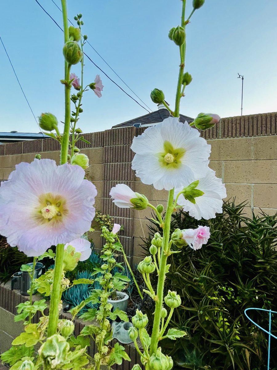 Good morning from my pollinator garden… More friends visiting. https ...