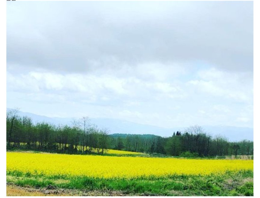 Sunao_cancer4M's tweet photo. 農地転用、メガソーラーより
お花を植えたほうが断然良いと思う🌼🌿🏵️ https://t.co/Er95b6qHiO