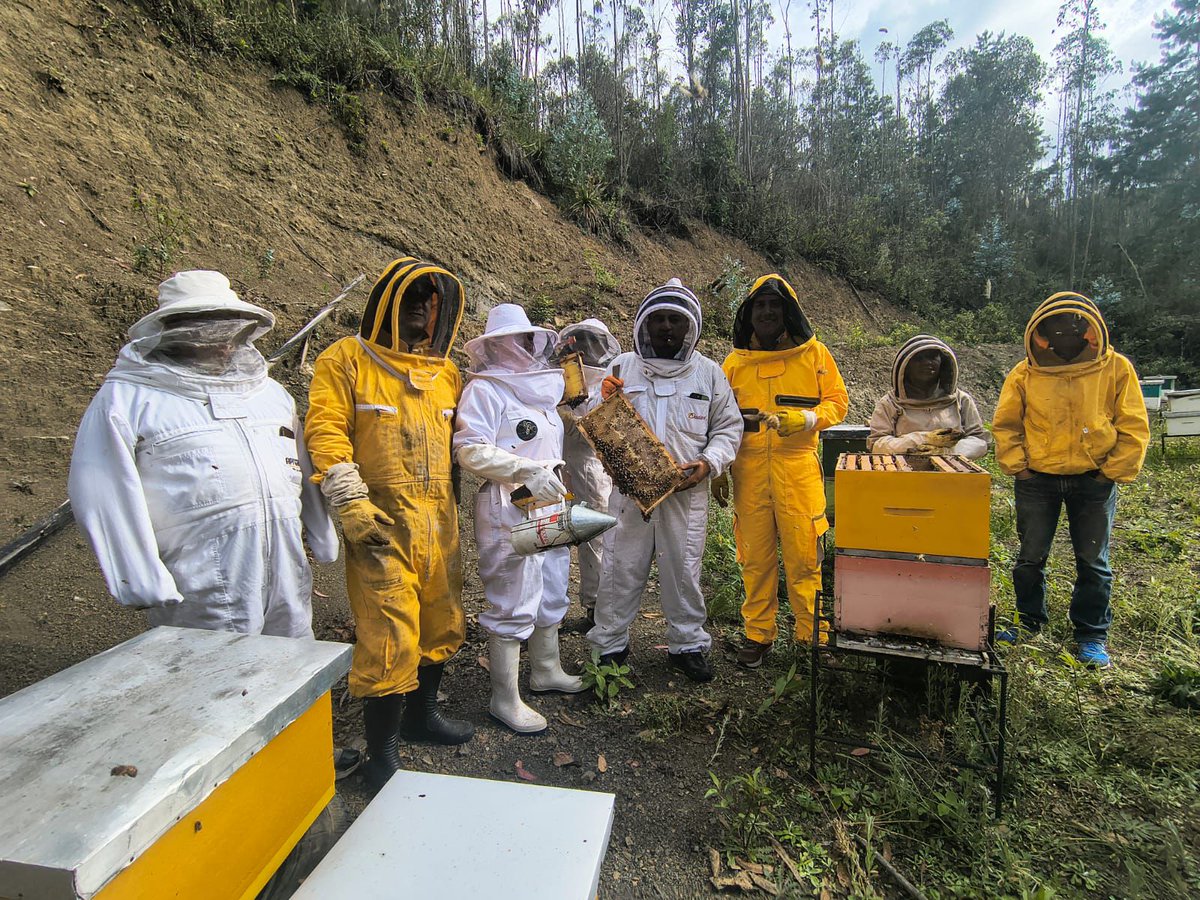Agricultura_CZ6's tweet photo. #Azuay| 🐝En el marco del #DíaMundialDeLasAbejas, alrededor de 20 apicultores del Azuay participaron en el taller de elaboración y selección de reinas, impulsado por el MAGP. 

La capacitación fortalece conocimientos para mejorar la producción y conservación de las colmenas. 🍯🌿 https://t.co/sagtYMb6va