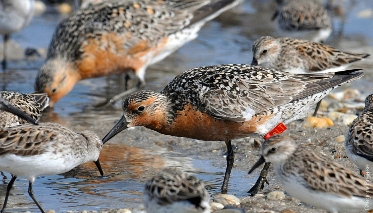 RBondarFdn's tweet photo. During spring migration, rufa Red Knots congregate in huge numbers at stopover points like Delaware Bay to refuel. The Red Knots eat horseshoe crab eggs and mollusks, swallowing the shells whole and crushing them in their stomachs! https://t.co/dRtLWynYme
