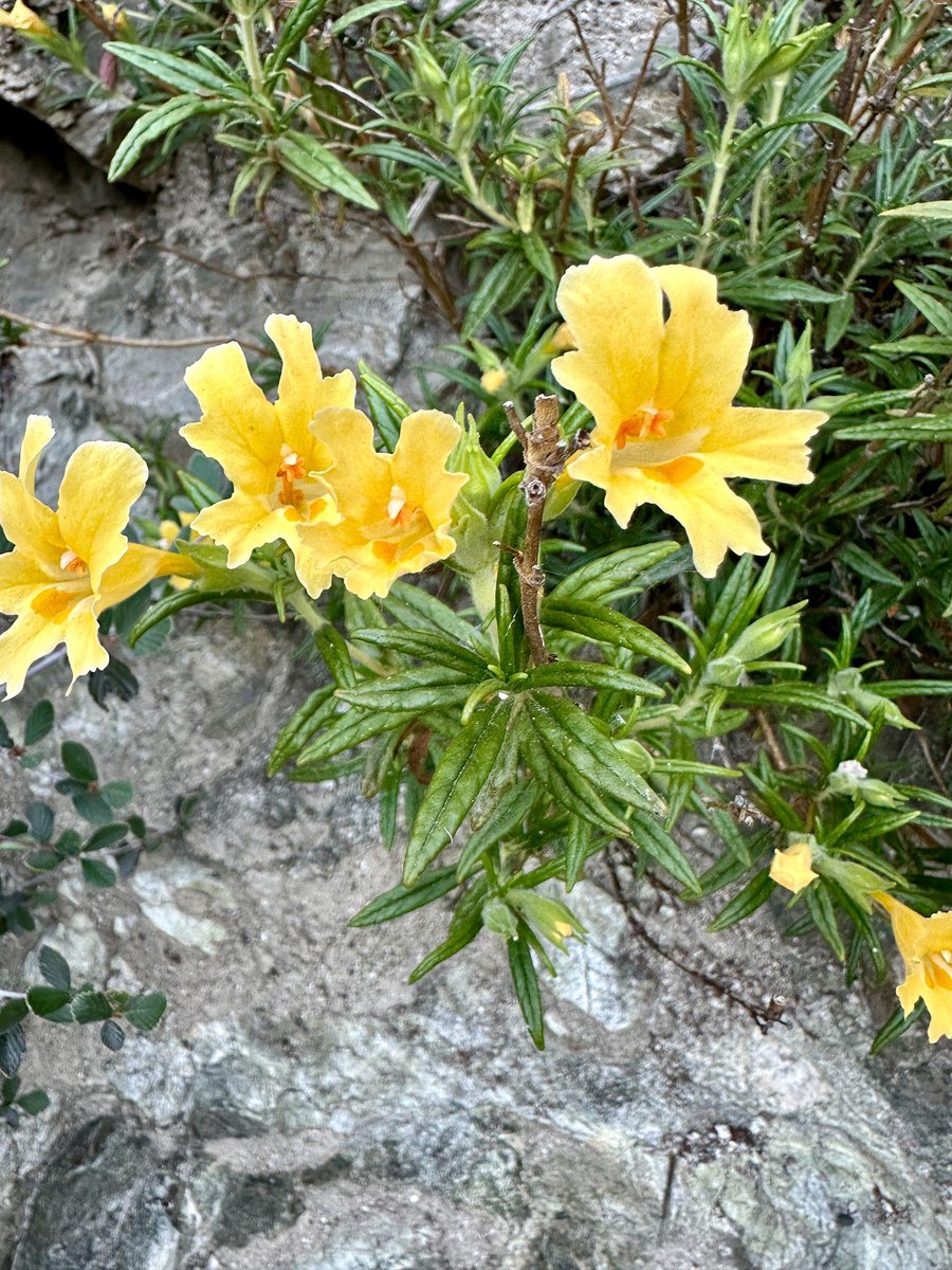 CaLandBird's tweet photo. 🌲 #TreeTuesday — Monkeyflower

Bright splashes of yellow and orange tucked into canyon walls and chaparral slopes… 🌸

Monkeyflower shrubs bring color to the Los Padres nearly year-round when conditions are mild, lighting up dry hillsides with blooms that seem to glow in the sunshine.

These hardy native shrubs thrive in tough landscapes, providing nectar for hummingbirds, bees, and butterflies throughout much of the year. 🐦🐝

Their sticky leaves and vivid flowers make them one of the most recognizable plants of California’s chaparral.

Out here in the Los Padres, monkeyflowers are little bursts of color woven through the wild landscape.

🌸 Fun Fact:
Many monkeyflowers change color as they age—bright blooms can deepen into darker orange or reddish tones over time, creating that beautiful multicolored look on the same shrub.

#LosPadres #Monkeyflower #CaliforniaPlants #TreeTuesday #CLBLP #CaliforniaNativePlants #DiplacusAurantiacus #ChaparralLife #MountainWildflowers #CaLandBird