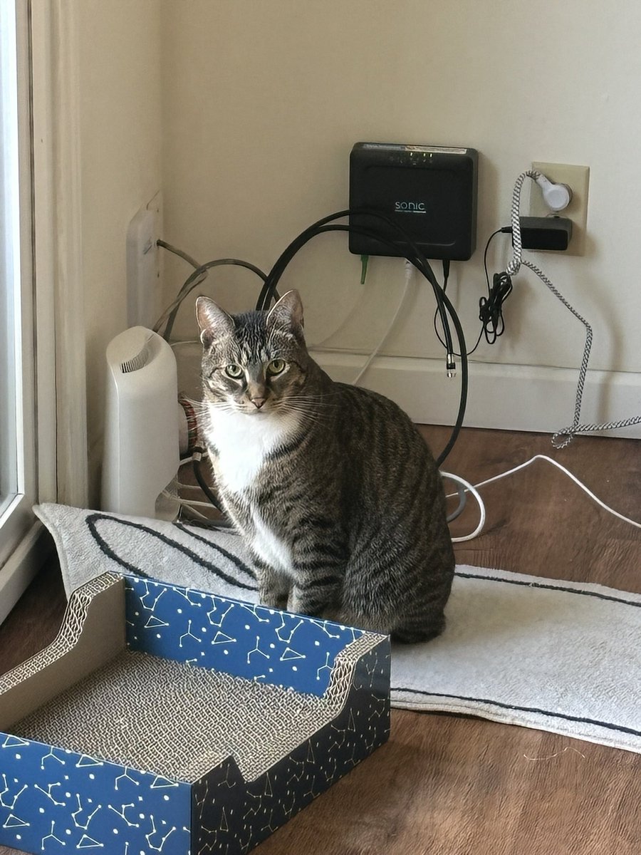 Mungbeanster's tweet photo. we sold bean’s cat tree (to buy a new one!!) and he’s going thru the seven stages of grief https://t.co/uqqhi8zVqb