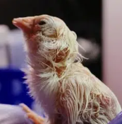 groff's tweet photo. @colossal @Telegraph @sarahknapton did you name the little guy ? https://t.co/cwEyrY2Bm6