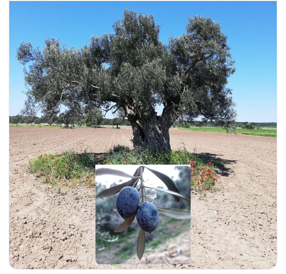 Recepsamuncu1's tweet photo. KIYMETİNİ BİLELİM,

Zeytin altın kadar değerlidir. Zeytin yağı anne sütü kadar faydalıdır.

Fakir toprakların zengin ağacıdır.

Zeytin’in olduğu yerde kıtlık olmaz.

Zeytin bolluktur, berekettir. https://t.co/xCoxIyExEe