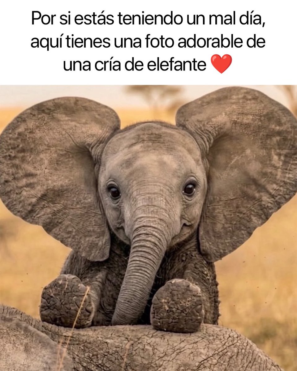 Cabronazi tweet media