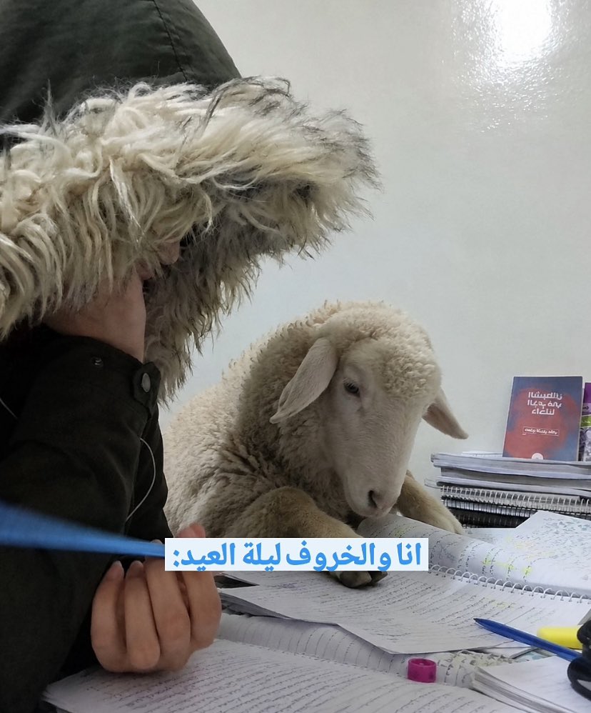 hamzeh tweet media