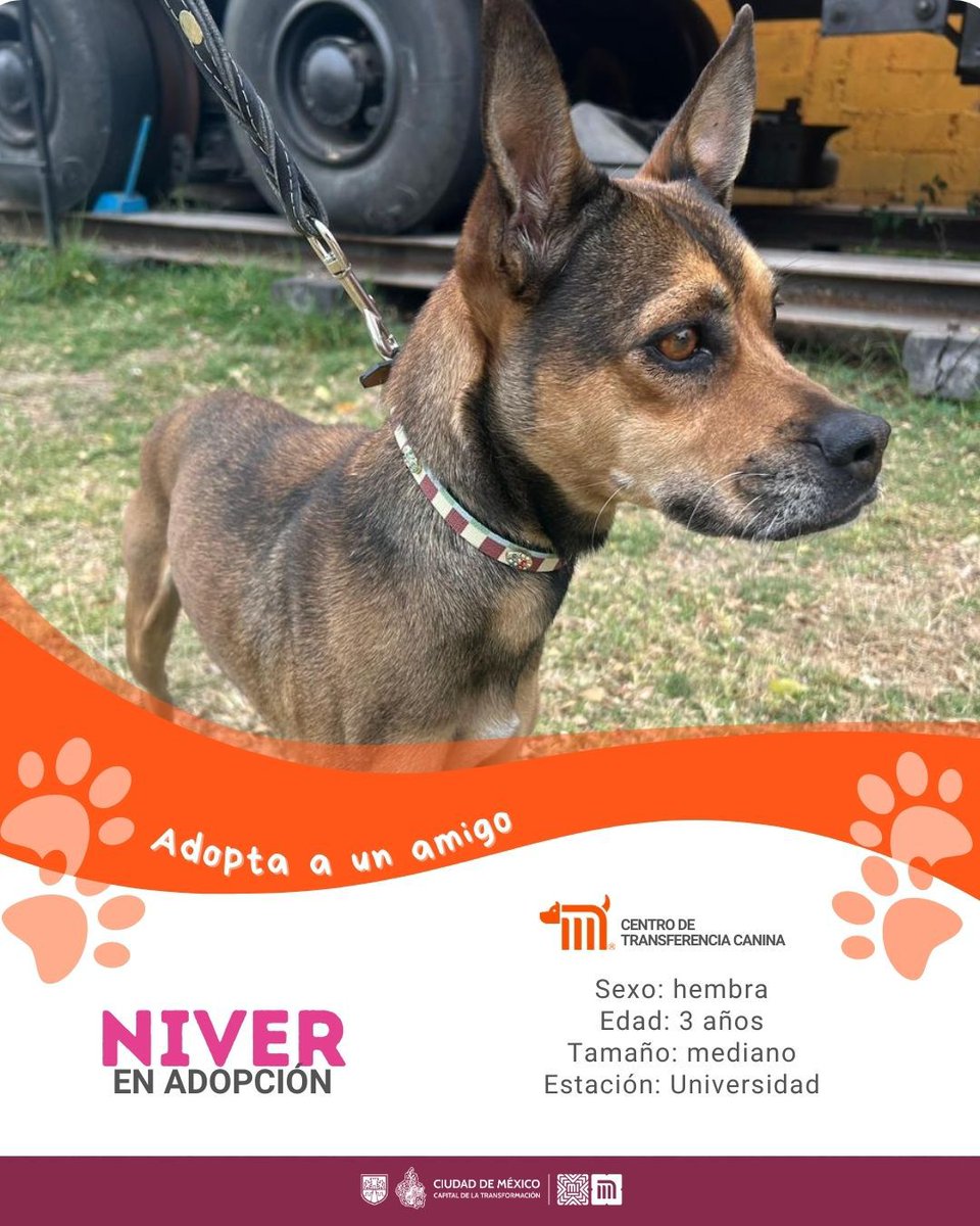 MetroCDMX's tweet photo. "Niver" está en busca de una familia, si deseas darle la oportunidad de ser adoptado comunícate con el @ctcdelmetro, vía e-mail a: ctc@metro.cdmx.gob.mx  
Consulta requisitos de adopción en 👉🏼 https://t.co/vy9M5dnm1J 🐾  #AdoptaNoCompres 🐶🏡 https://t.co/4k4b0RIbuK
