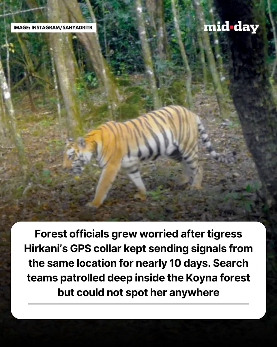 mid_day's tweet photo. In a huge relief for forest officials, missing tigress Hirkani was finally spotted safe and healthy inside the Sahyadri Tiger Reserve through fresh camera trap images after days of uncertainty over her whereabouts.

While the tigress appeared strong and active, officials noticed her GPS collar was missing. Authorities suspect it either fell off because of a technical issue or was removed by Hirkani herself.

✍🏻:  @ranjeetnature