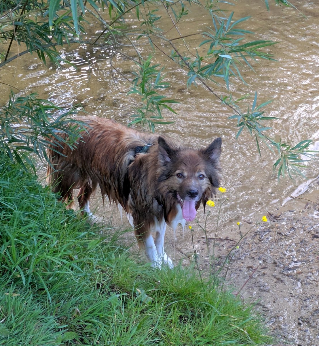 CamasTheCollie's tweet photo. Trying to lure Fiona into the river. Her new wellies need stress testing. 🐾🐾💦👢😉
#BorderCollie
#Paddling
#RiverFun
#TongueOutTuesday https://t.co/1s6XMsZTqP